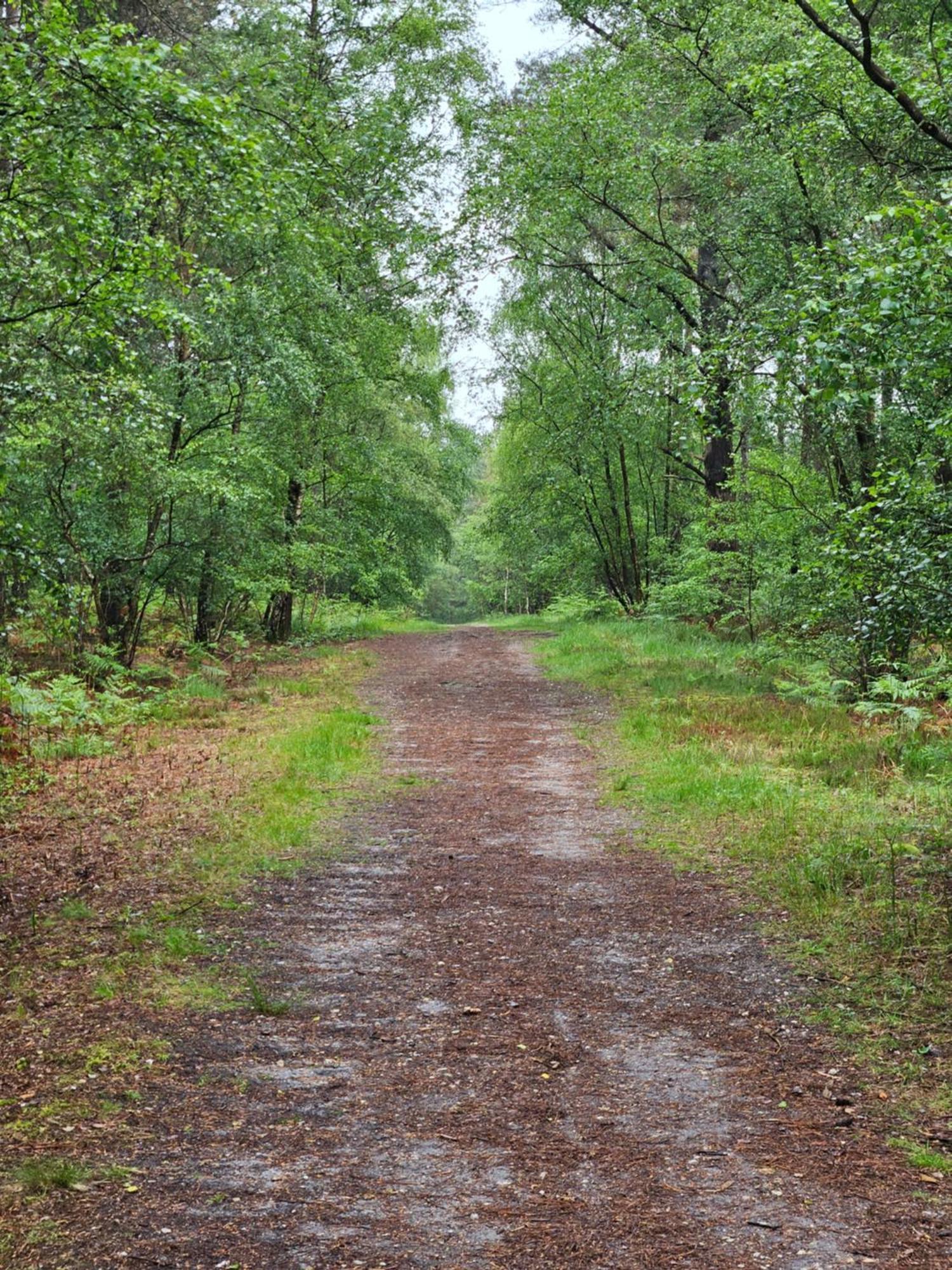 Marigold Lodge 8 At Oakdene Forest Park Saint Leonards Exterior foto